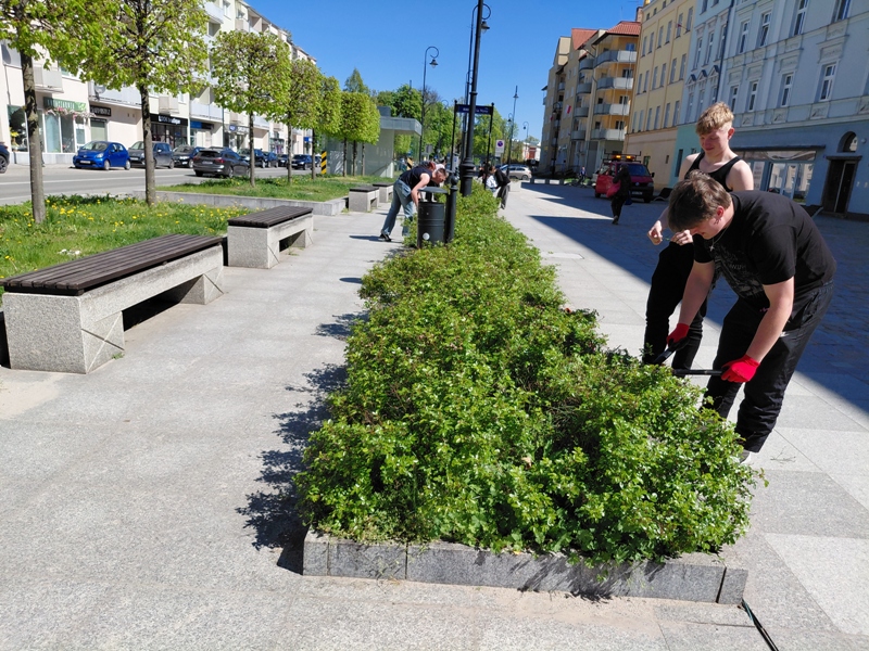 Wiosenna pielęgnacja róż przy ul. Piastowskiej