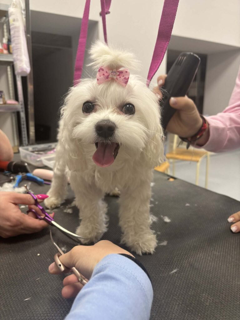 Kurs groomerski dla uczniów klasy 4TF